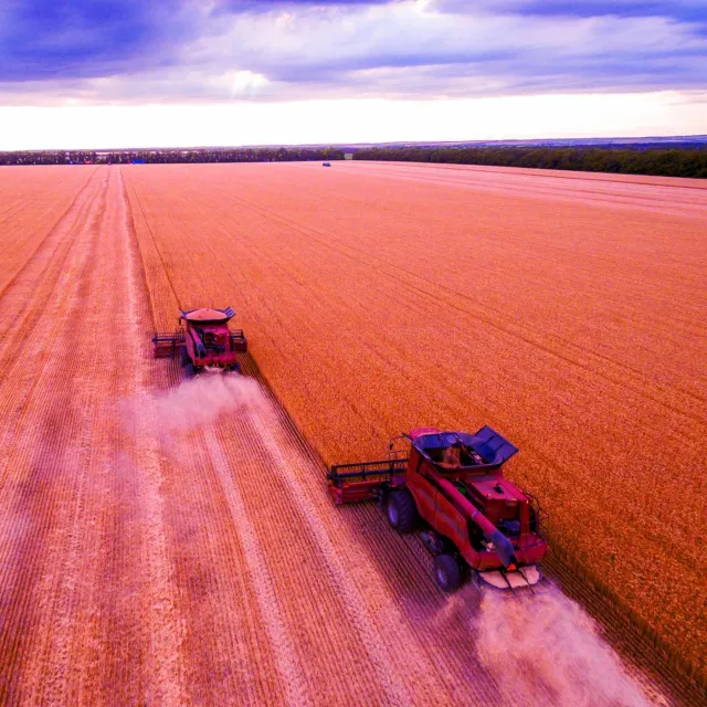 Two red combine harvesters working in a vast golden wheat field under a dramatic sunset sky.