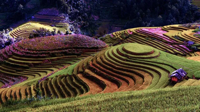 Image of rice terraces