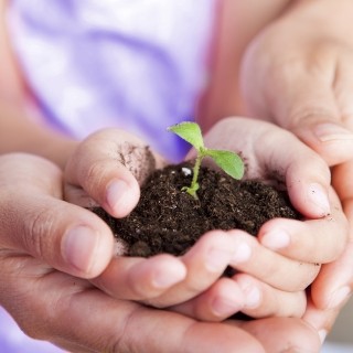 Hands holding a seedling