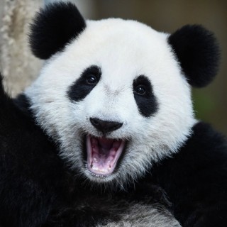 Placeholder Panda 1640x923