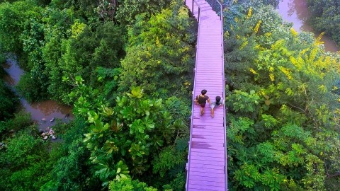 Image of man and woman walking on a bridge above a forest