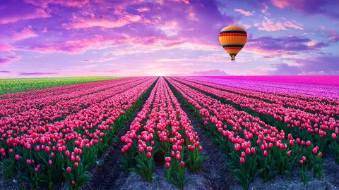Image of pink tulip field with an hot-air balloon in the sky